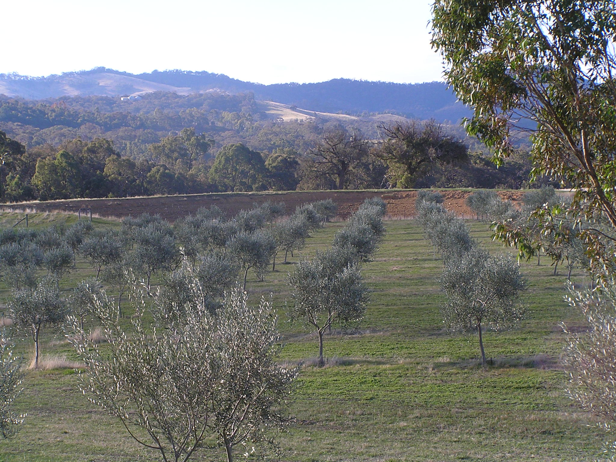 2001 Moonambel Gap Olive Grove 