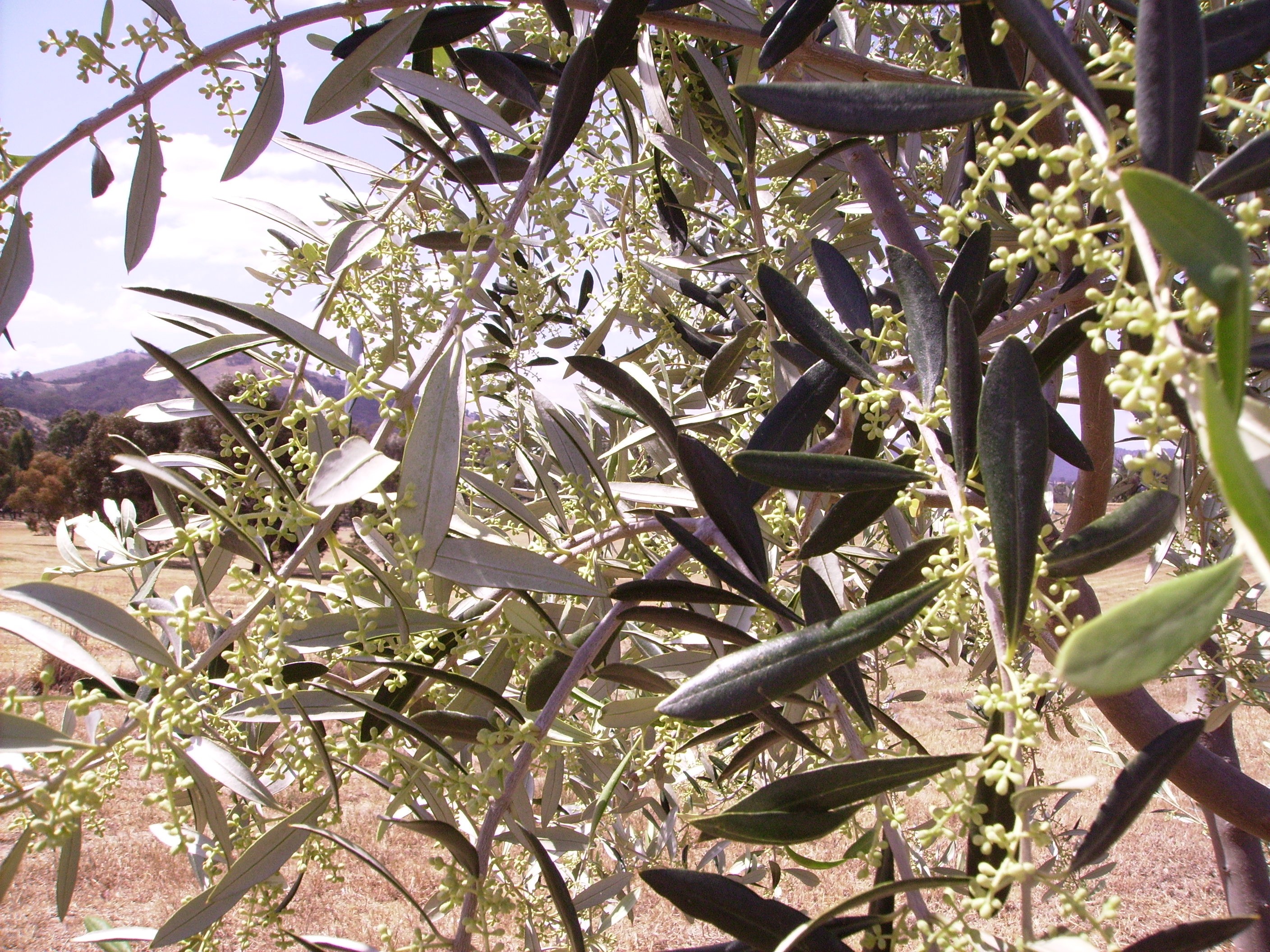 Flower Buds before Burst