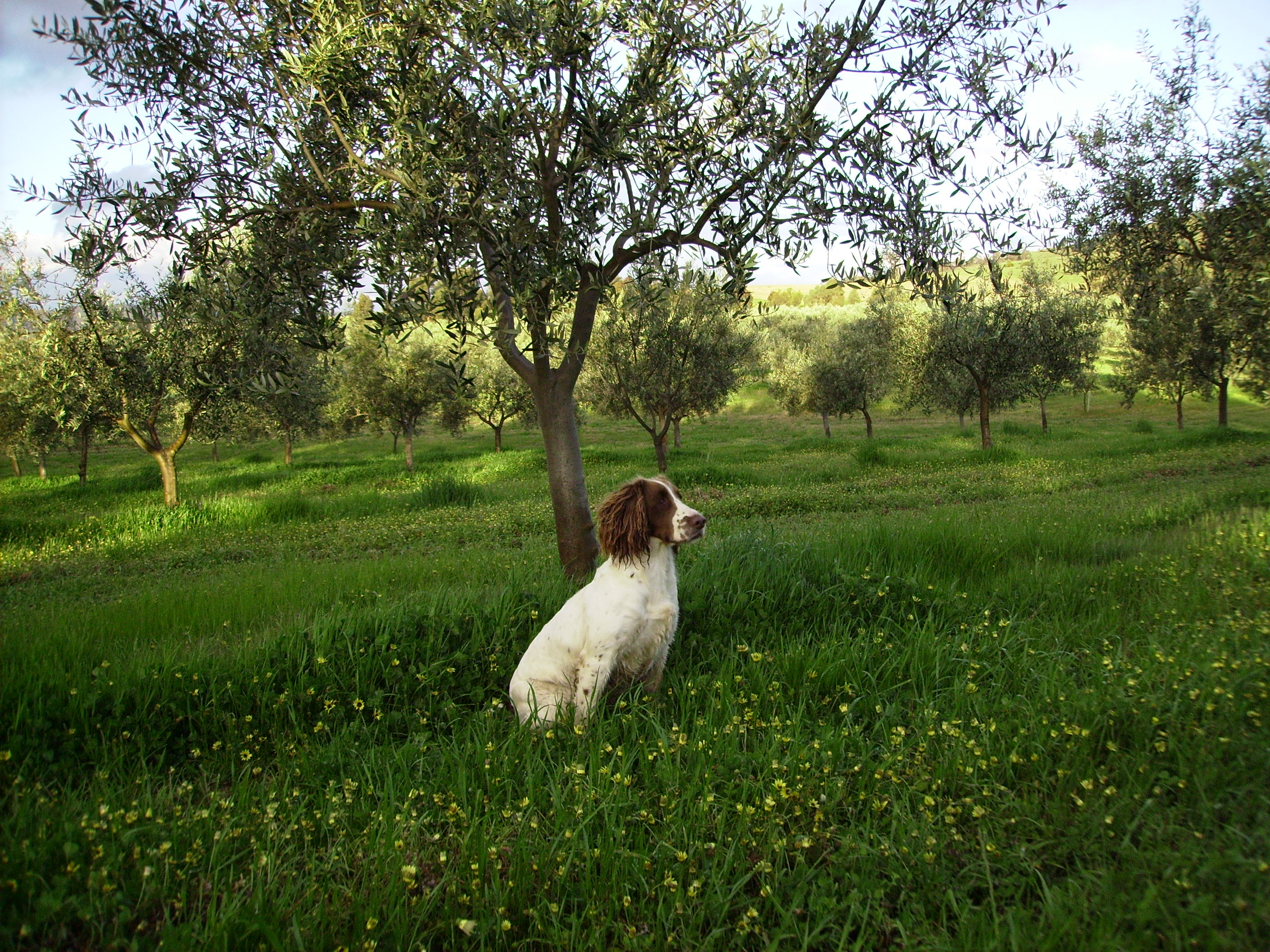 Honey (English Springer Spaniel)