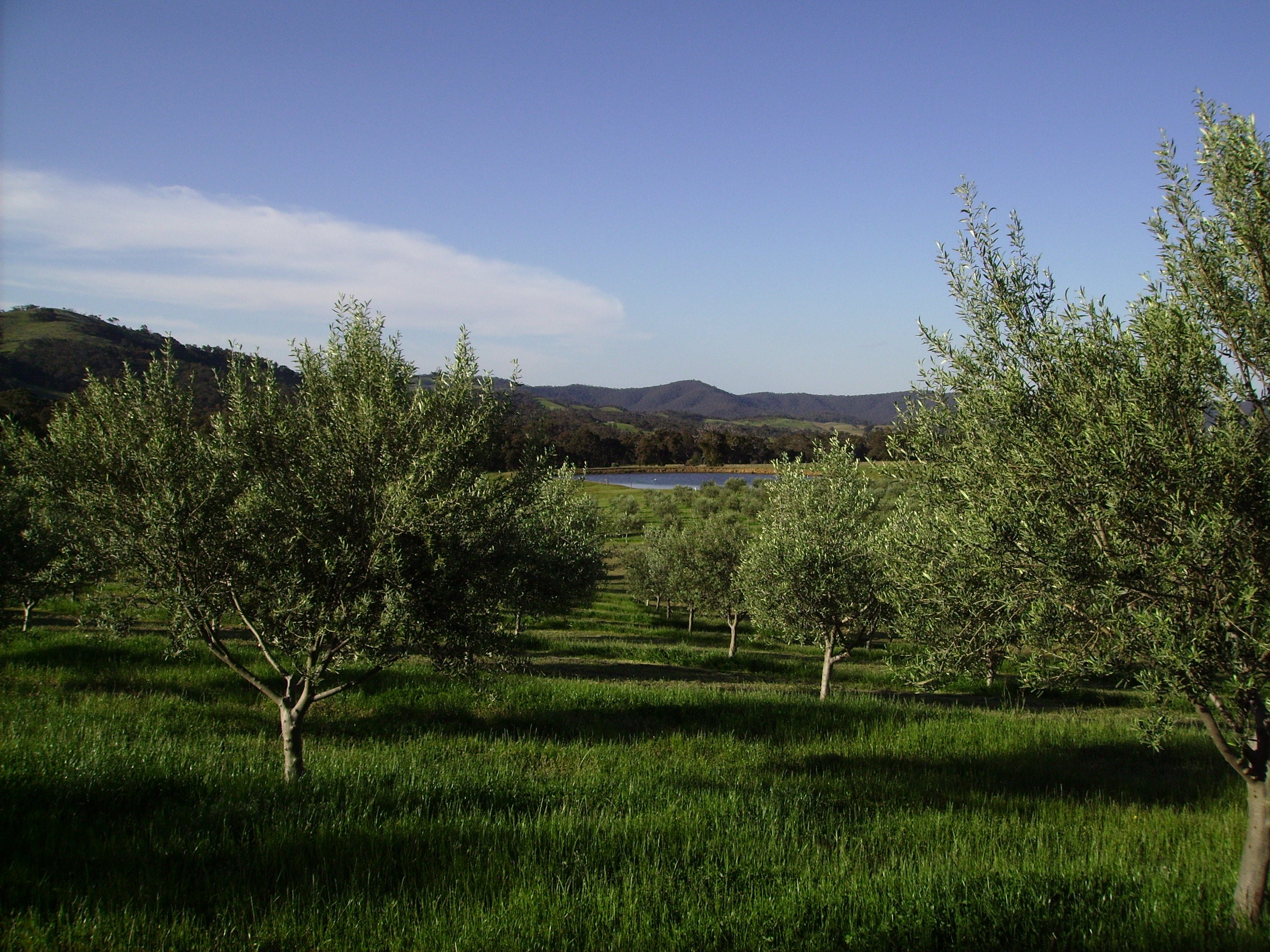 Moonambel Gap Olive Grove in the Pyrenees Ranges