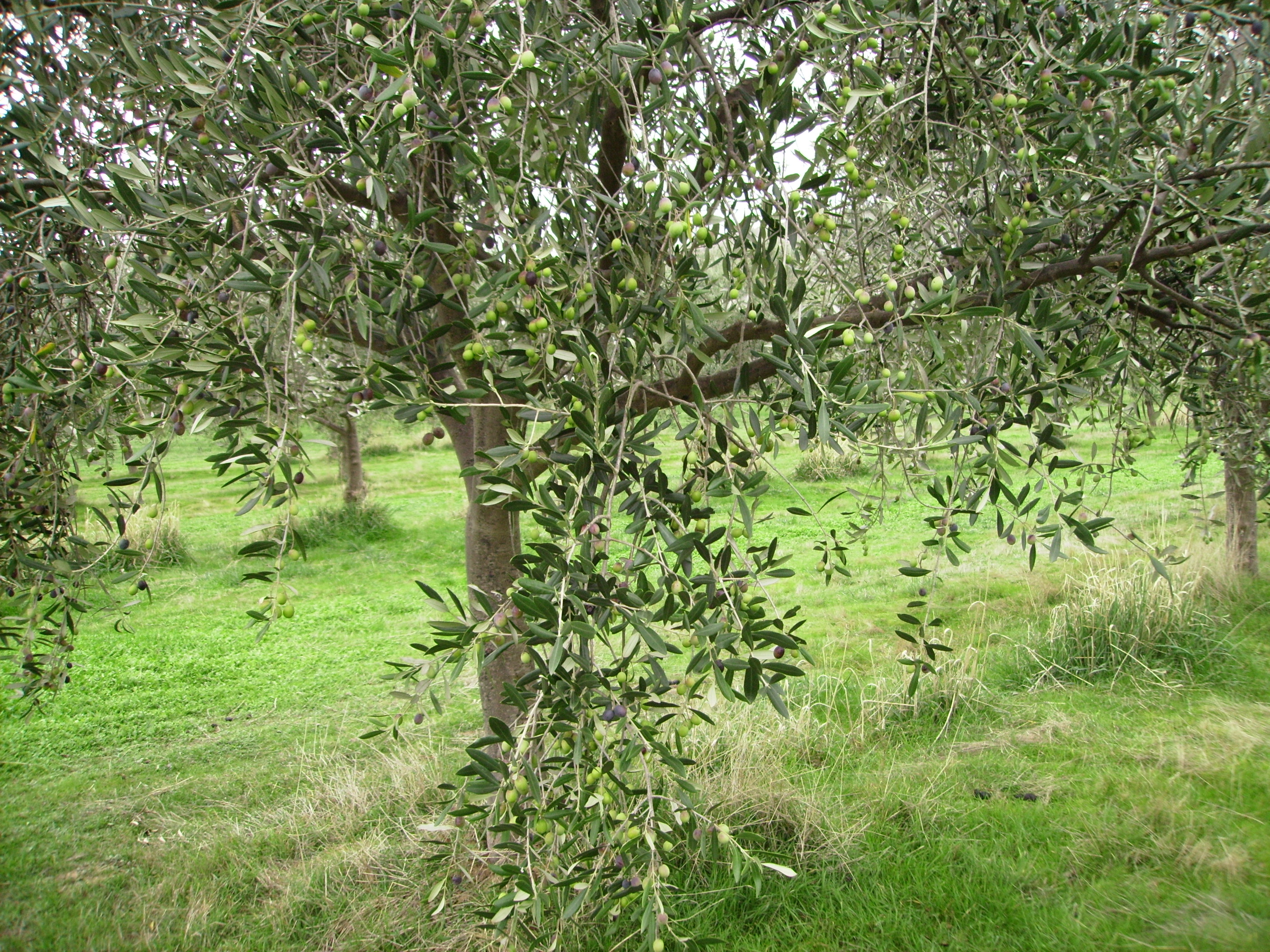 Olive Trees in Fruit
