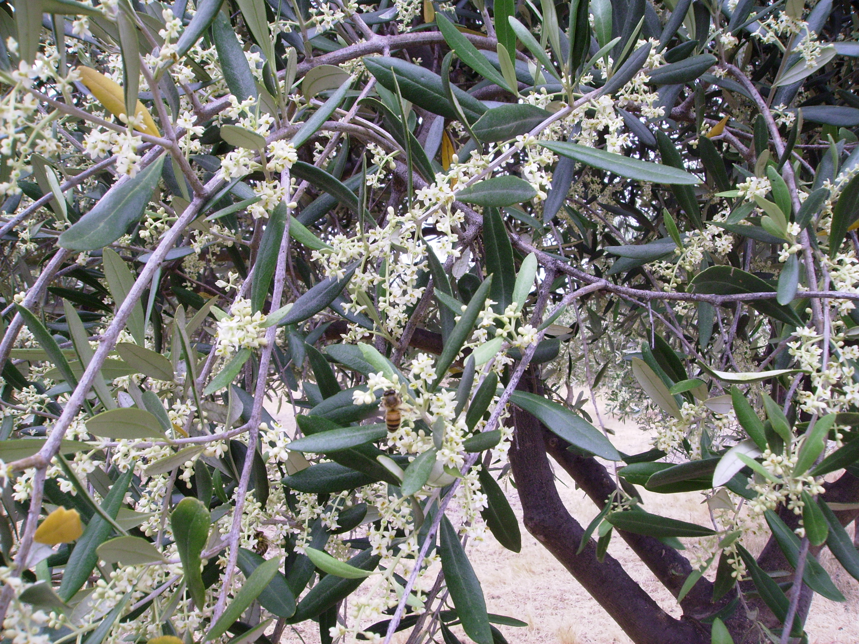 2015 Flowers early in the Growing Season