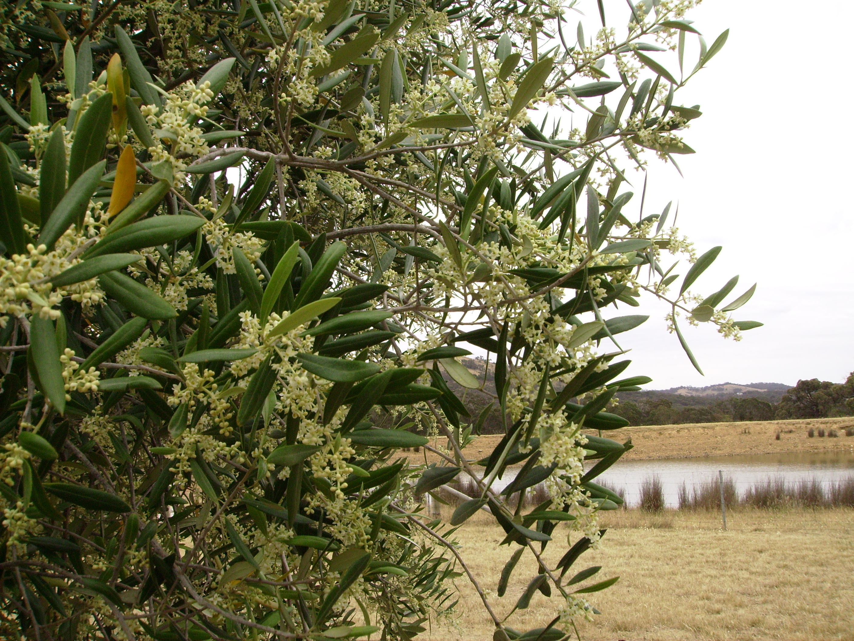 2015 Flowers early in the Growing Season