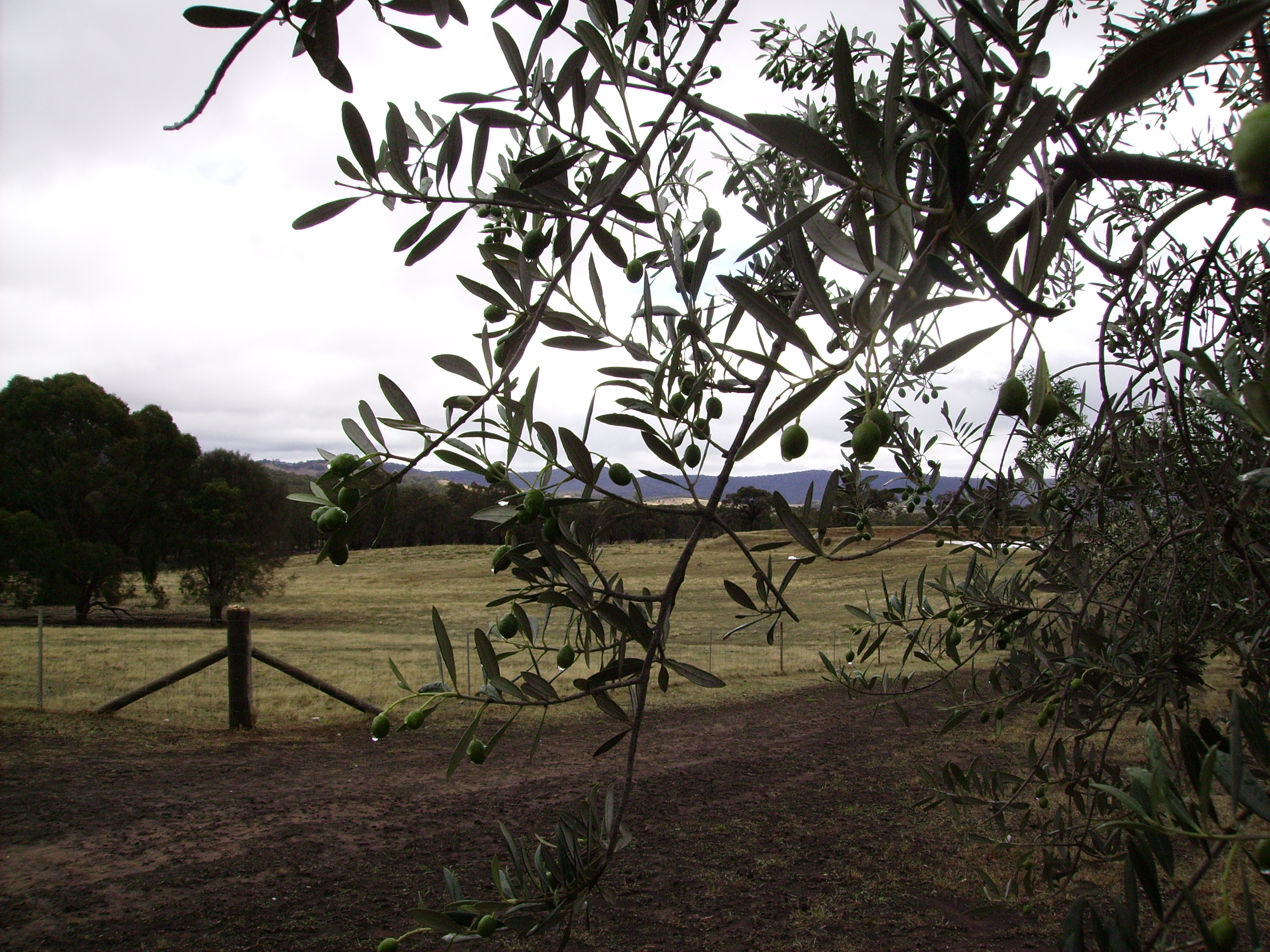 2015 Crop After the Rain