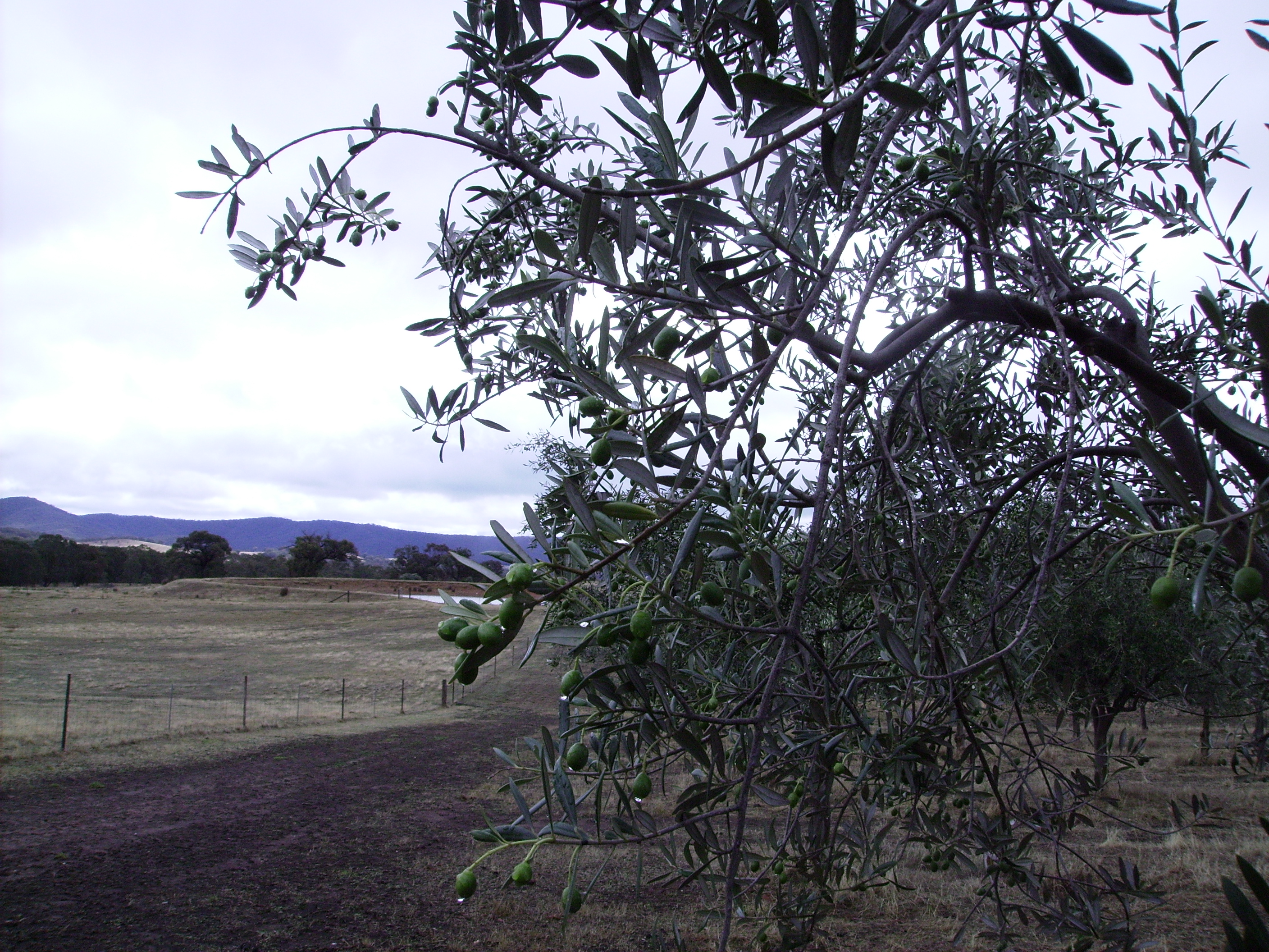 2015 Crop After the Rain