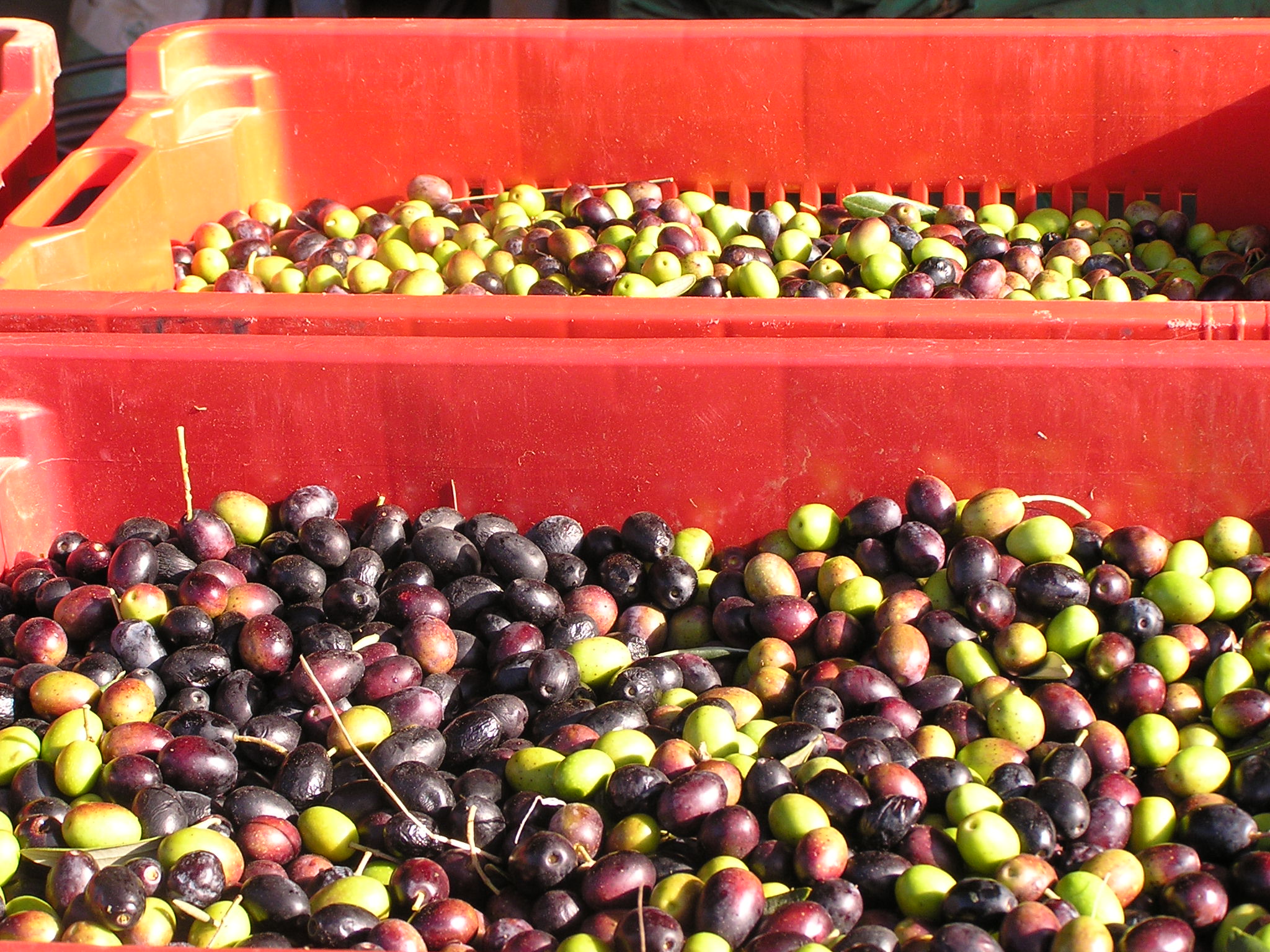 Olives Ready for Processing