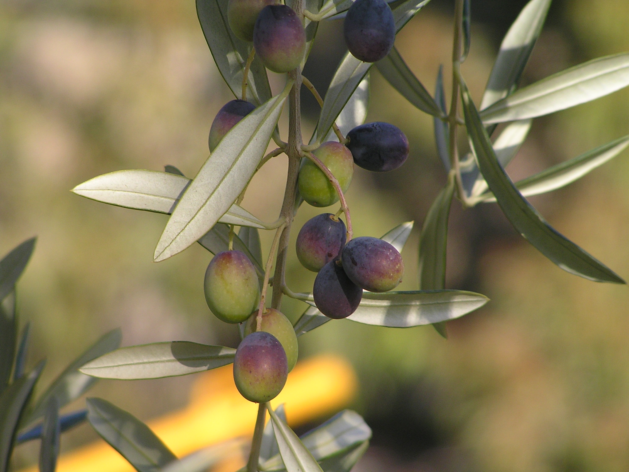 Correggiola Olives Ready for Picking