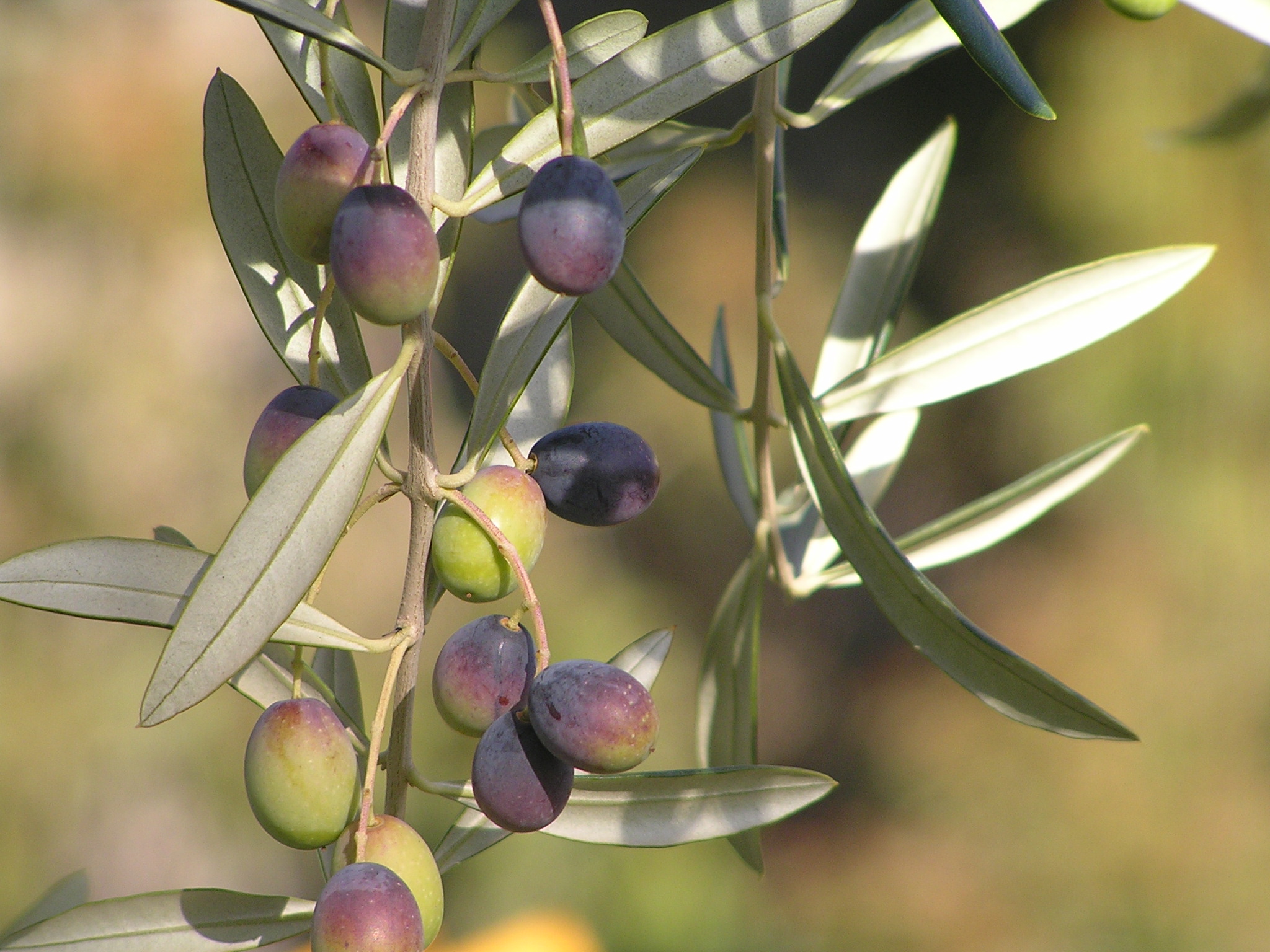 Correggiola Olives Ready for Picking