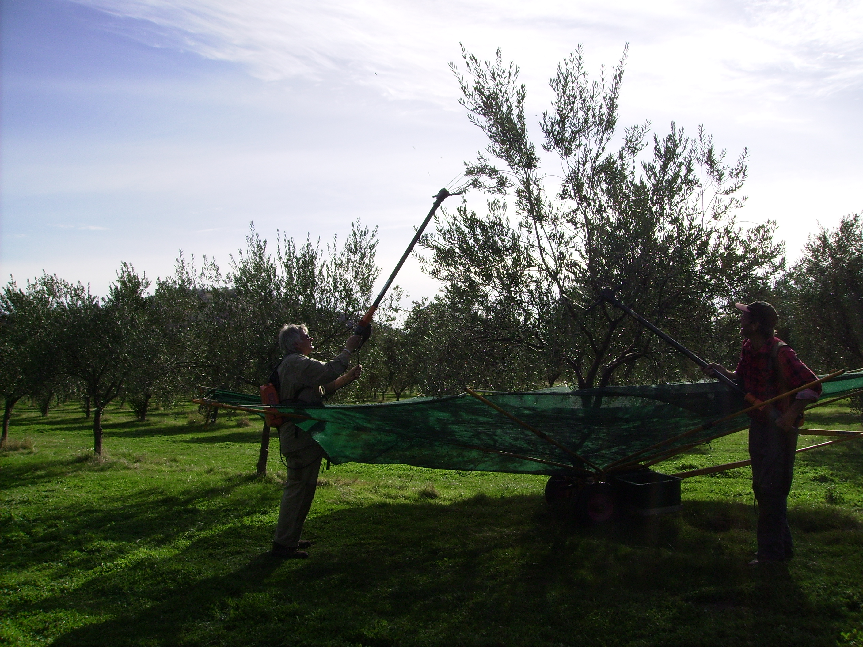 Harvesting with Electric Rakes