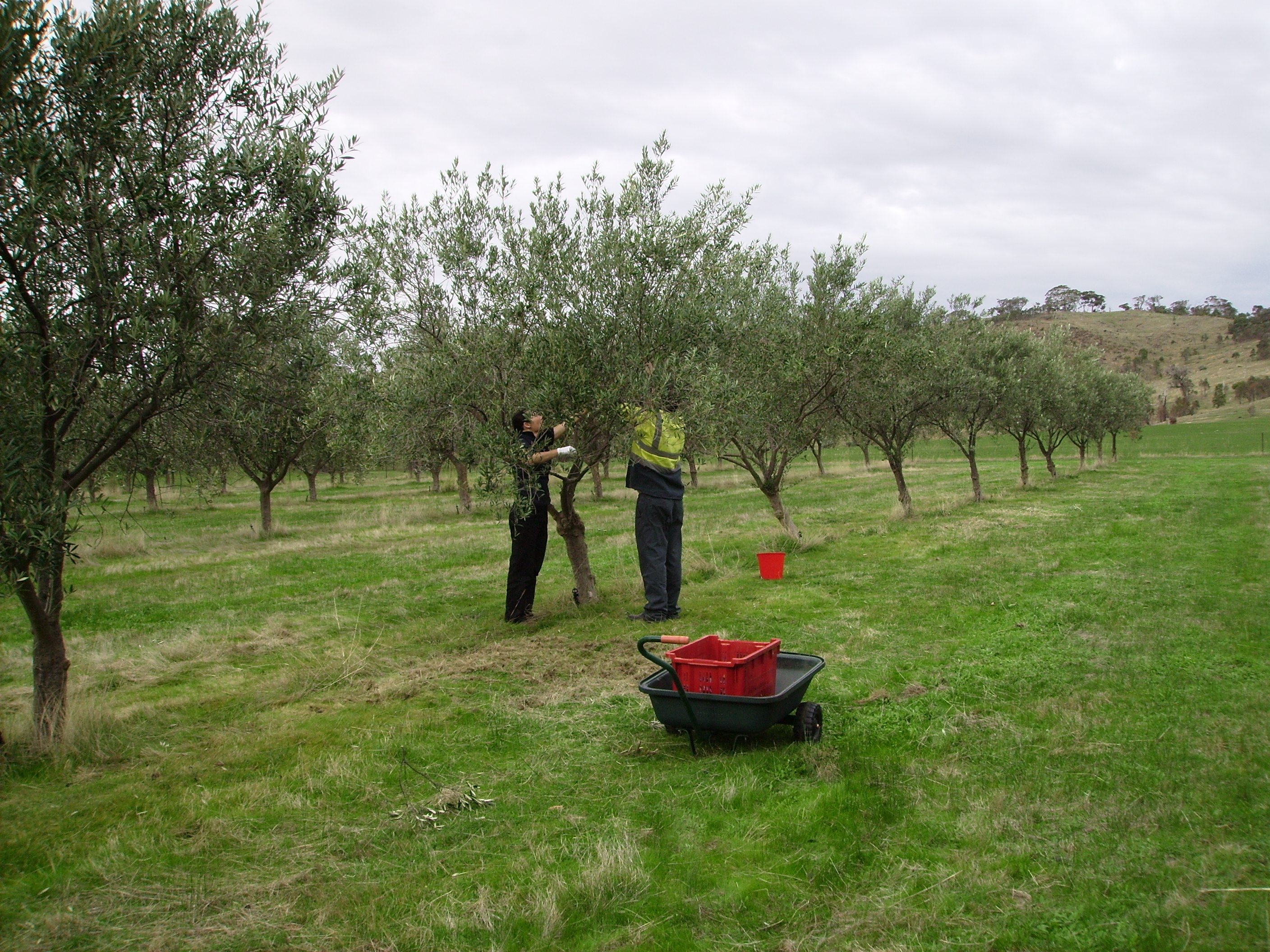 Final Picking after the Rake