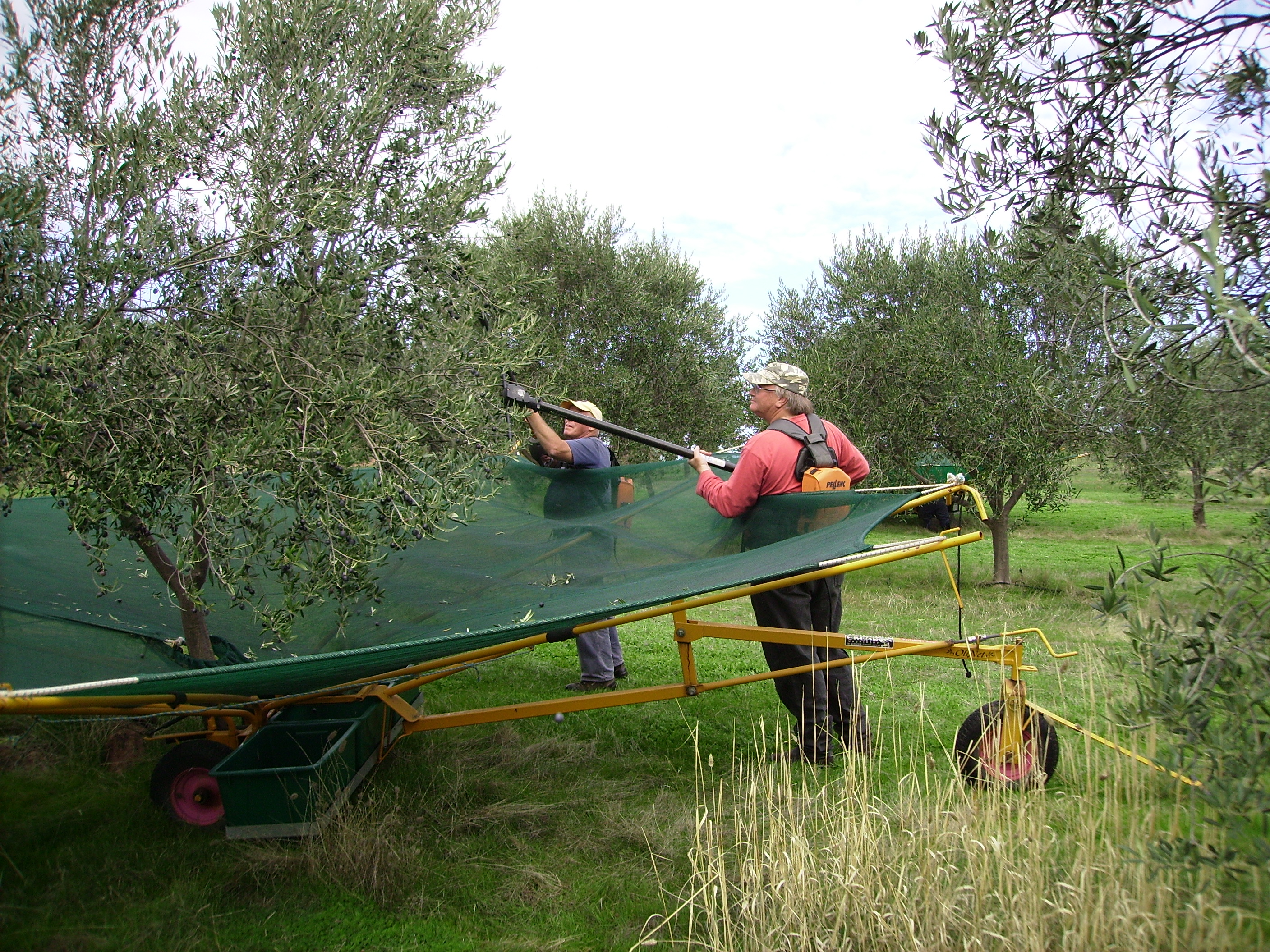 Harvesting the Frantoio