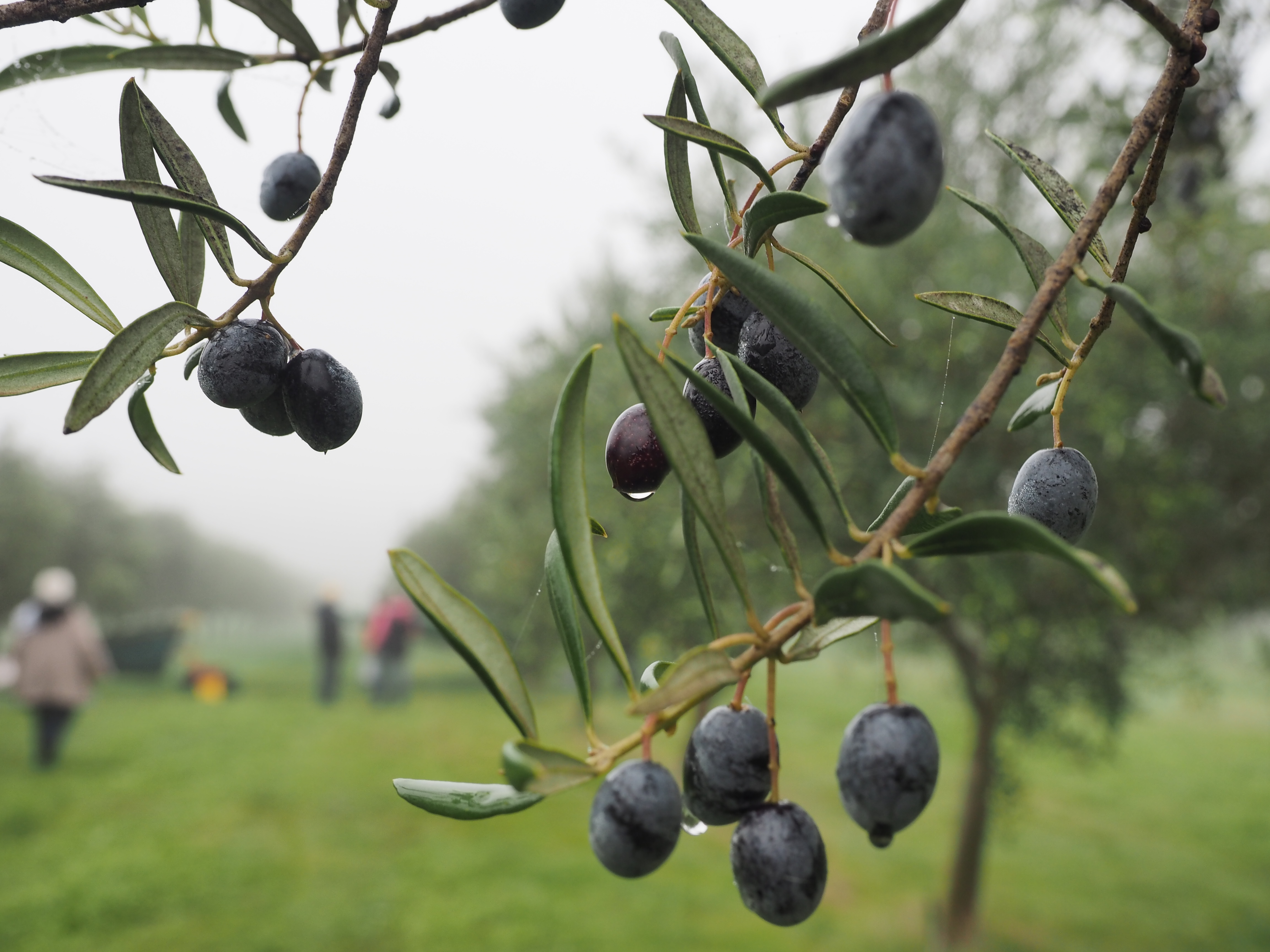 2014 Frantoio Ready for Harvest