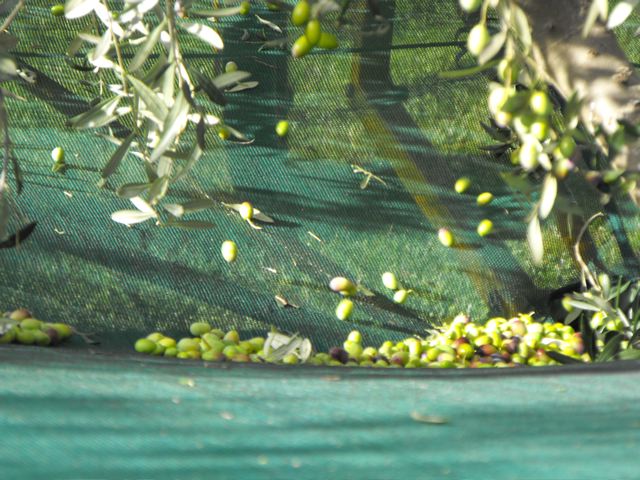 Harvesting the Fruit into Nets