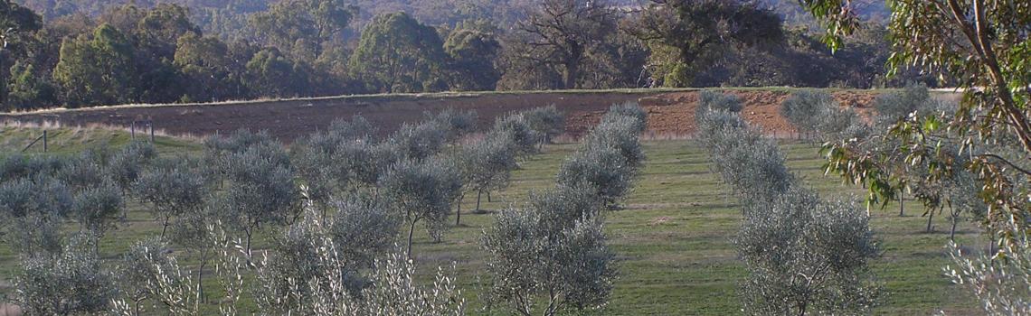 2001 Moonambel Gap Olive Grove 