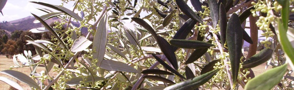 Flower Buds before Burst