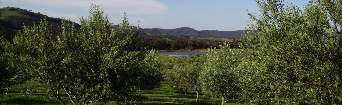 Moonambel Gap Olive Grove in the Pyrenees Ranges