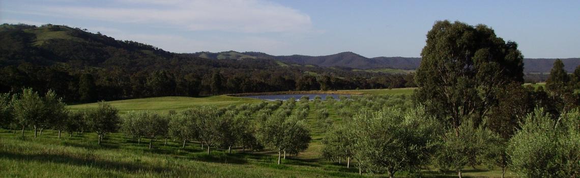 Moonambel Gap Olive Grove in the Pyrenees