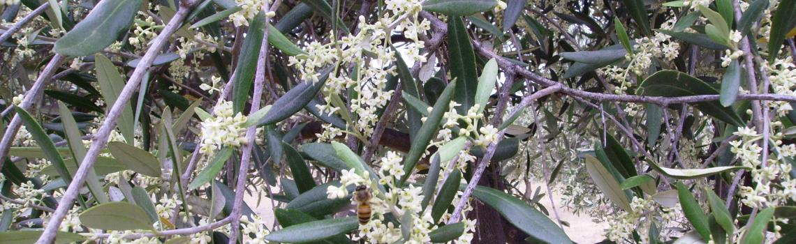 2015 Flowers early in the Growing Season