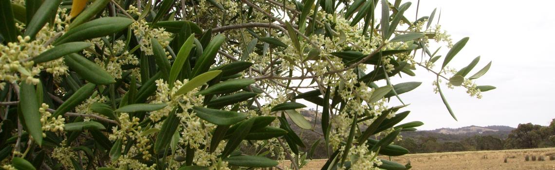 2015 Flowers early in the Growing Season