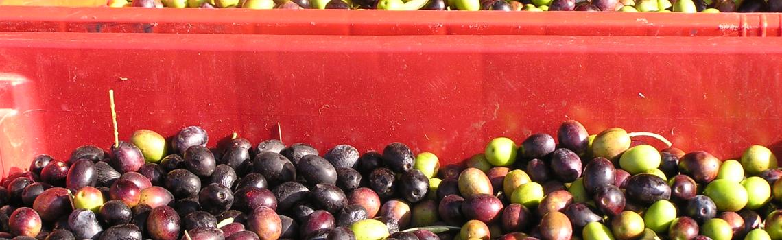 Olives Ready for Processing