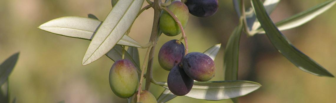 Correggiola Olives Ready for Picking