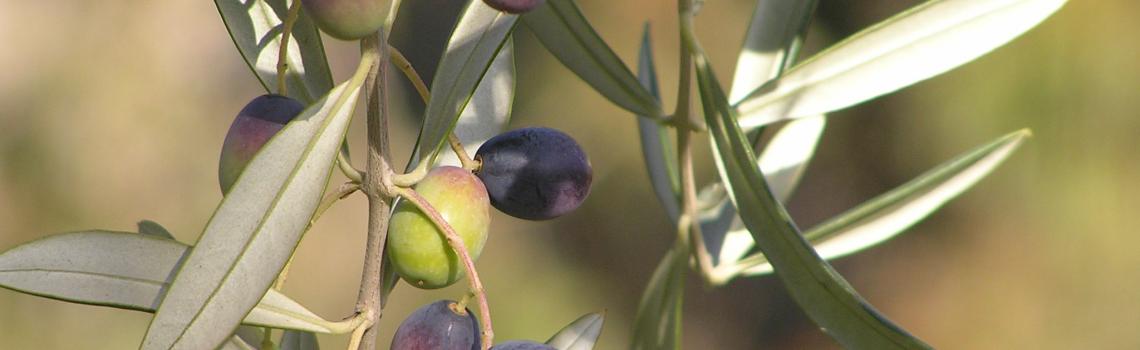 Correggiola Olives Ready for Picking