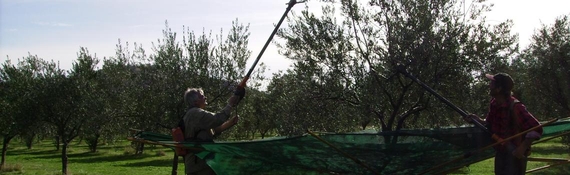 Harvesting with Electric Rakes