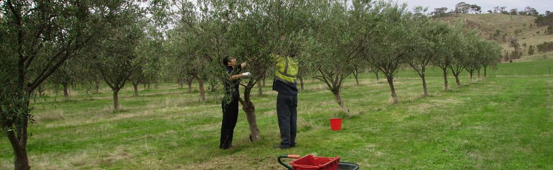 Final Picking after the Rake