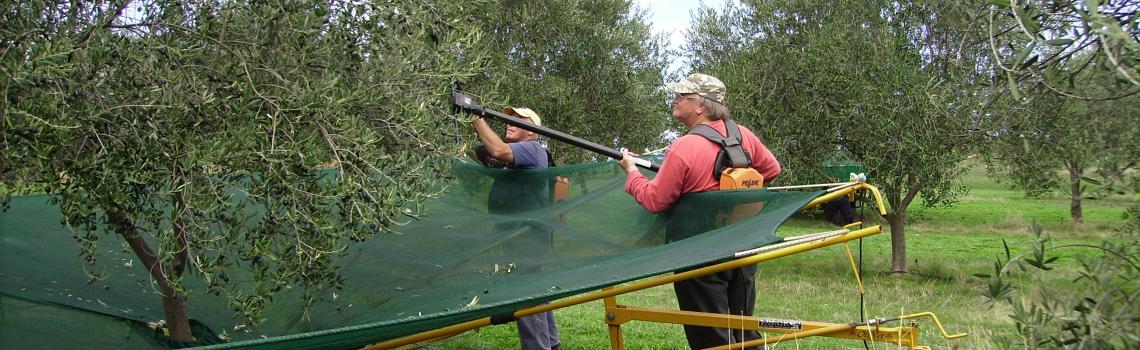 Harvesting the Frantoio