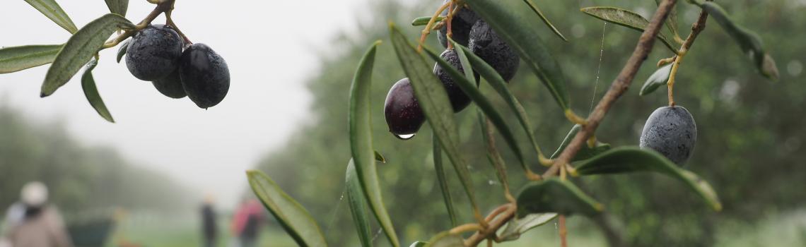 2014 Frantoio Ready for Harvest