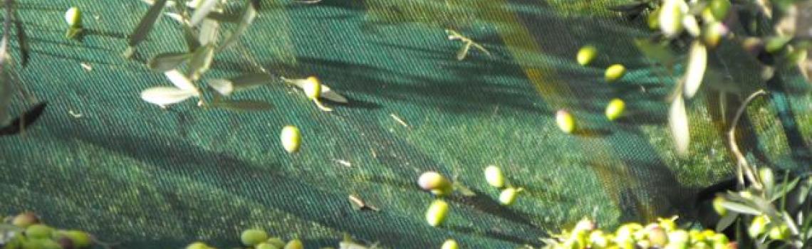 Harvesting the Fruit into Nets