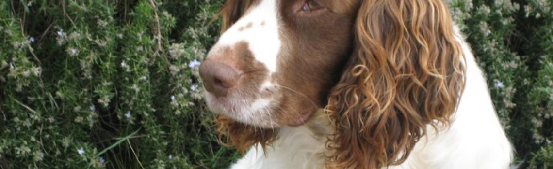 Alfie (English Springer Spaniel)