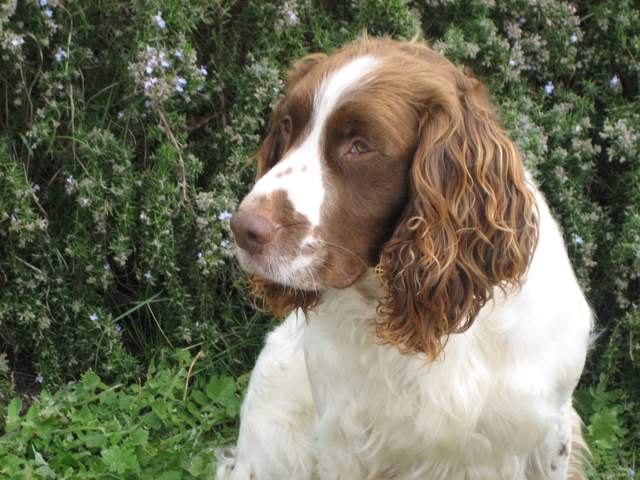 Alfie (English Springer Spaniel)