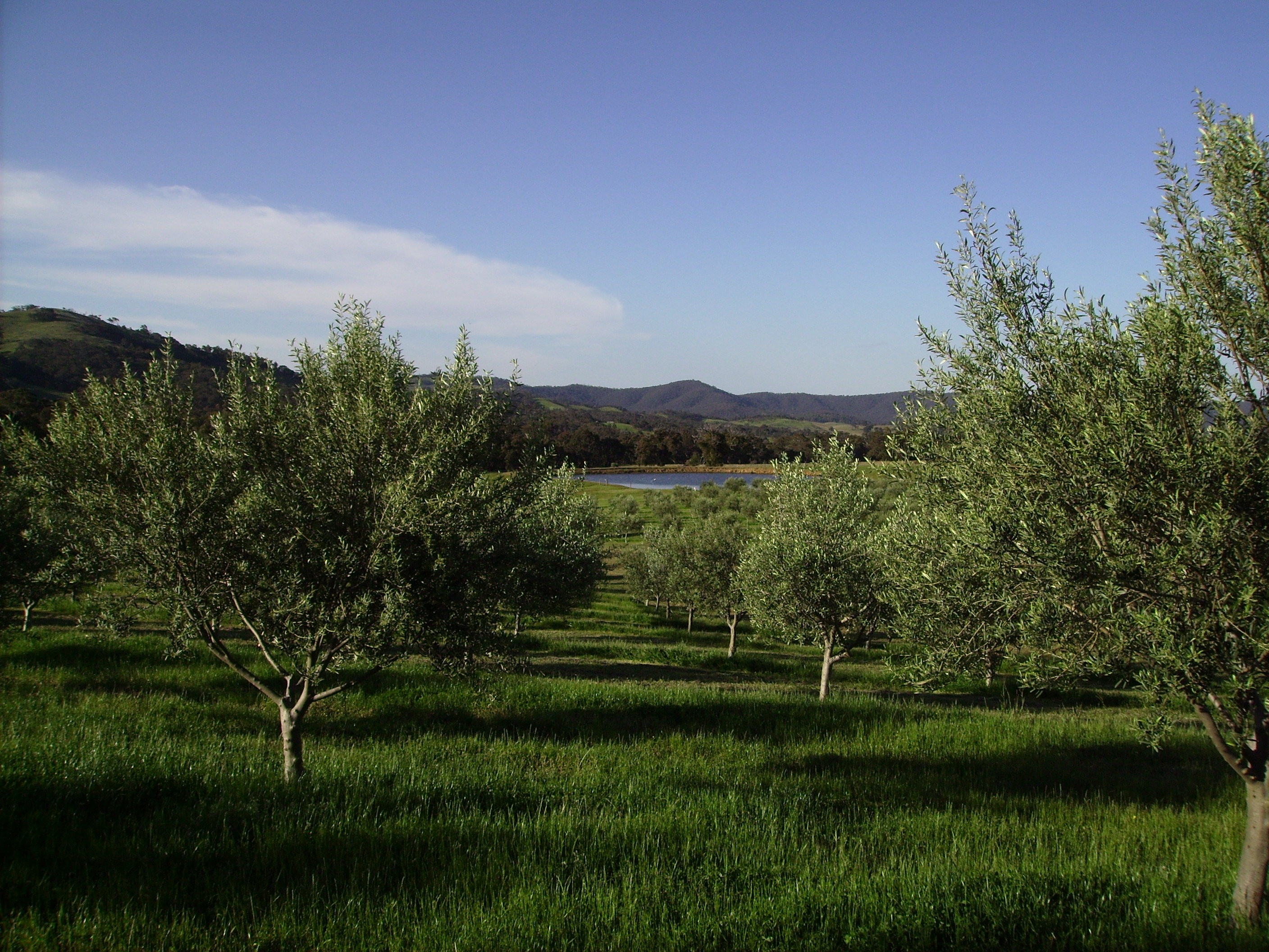 Moonambel Gap Olive Grove in the Pyrenees Ranges | Moonambel Gap Olives
